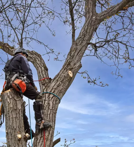 Taille de haies, d'arbustes, d'arbres d'ornement et fruitiers, élagage de grands arbres, abattage difficile